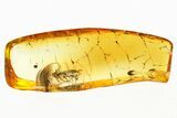 Detailed Hairy Fungus Beetle (Mycetophagidae) in Baltic Amber #284680-1